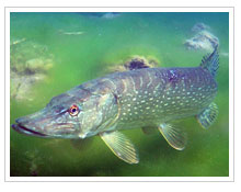 Fauna Laguna de Ruidera. Lucio